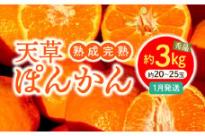 S117-003_香りを食す！熟成完熟天草ぽんかん 1月発送 約3kg秀品〈先行受付〉