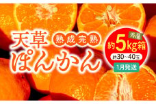 S117-005_香りを食す！熟成完熟天草ぽんかん 1月発送 約5kg箱 秀品〈先行受付〉