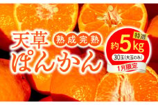 S117-007_香りを食す！熟成完熟天草ぽんかん 1月限定 特選約5kg（30玉）〈先行受付〉