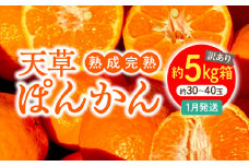 S117-008_【訳あり】熟成完熟天草ぽんかん 1月発送 約5kg箱〈先行受付〉