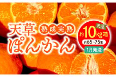 S117-010_香りを食す！熟成完熟天草ぽんかん 1月発送 約10kg箱 秀品〈先行受付〉