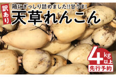 S089-009_【訳あり品】箱にぎっしり詰めました！！甘うま！天草レンコン 4キロ以上〈先行受付〉