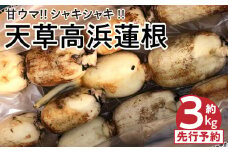 S089-010_天草 高浜蓮根 約3キロ