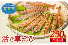 【鮮度抜群】厳選・幸福堂の活き車えび(250g)〈先行予約〉※全国_S005-004