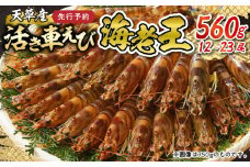 【鮮度抜群】《美味しさの極み》天草産・幸福堂の活き車えび『海老王』（560g）〈先行予約〉※全国_S005-006