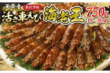 【鮮度抜群】《美味しさの極み》天草産・幸福堂の活き車えび『海老王』（750g）〈先行予約〉※全国_S005-007