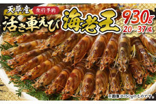 S005-008_【鮮度抜群】《美味しさの極み》天草産・幸福堂の活き車えび『海老王』（930g）※西日本地域