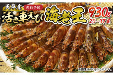 【鮮度抜群】《美味しさの極み》天草産・幸福堂の活き車えび『海老王』（930g）〈先行予約〉※全国_S005-008