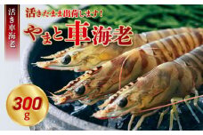 活き車海老「やまと車海老」300g_S010-004 【着日指定】 高評価 活き車海老 やまと車海老 300ｇ 車海老 海老 海鮮 魚介類 新鮮 鮮度抜群 プリプリ 食感 甘味 魅力 自然に近い 養殖 目指す 踊り食い 塩焼き 天ぷら エビフライ エスニック料理 常温 お取り寄せ 熊本県 送料無料