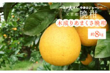 S153-003_熊本県天草産木成りあまくさ晩柑 約8kg【先行受付】