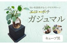 S060-113_エコ・ポチ　キューブ黒　ガジュマル