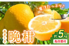 S149-003_あまくさ晩柑 約5kg【先行受付】