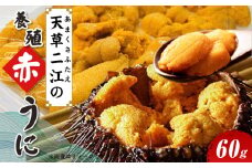 S157-007_天草二江の養殖赤うに 60g