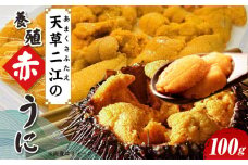 S157-009_天草二江の養殖赤うに 100g 天草 二江 養殖 赤うに 有明海 宝の海 魯山人 認めた 幻 ウニ 殻 朱色 濃厚 甘み 特徴 希少 ウニの概念 変わる 大粒 きれい 海産物 ご褒美 贈答品 贈答用 冷蔵 お取り寄せ お取り寄せグルメ 熊本県 天草市 送料無料