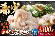 【全6回定期便】 赤牛 ホルモン 500g（250g×2パック） / お肉 肉 牛肉 あか牛 小腸 シロホルモン もつ 熊本県産 冷凍【五右衛門フーズ熊本店】 [AYBV038]