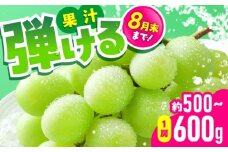 【先行予約】　シャインマスカット 1房（約500〜600g）　【中島農園】 [AYCX002]