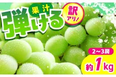 【先行予約】【訳あり】シャインマスカット　約1kg（2〜3房）　【中島農園】 [AYCX003]