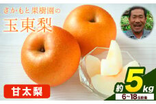 さかもと果樹園の玉東梨 甘太梨 約5kg (6玉-18玉前後) 《9月中旬-9月下旬頃出荷》【日付指定・品種指定不可】 熊本県玉名郡玉東町 梨 なし 果物 フルーツ 甘太