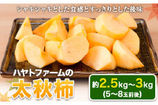 50年以上の歴史を持つ『ハヤトファーム』の太秋柿! 約2.5kg～3kg 5-8玉前後《10月上旬-10月末頃出荷》シャキシャキ食感とすっきり後味予約受付中 フルーツ 秋 旬 柿 