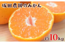 先行予約 『坂田農園』のみかん 大容量 約10kg(2S-Lサイズ)《10月上旬-1月末頃出荷》 【日付指定不可】 熊本県玉東町産限定 予約受付中 フルーツ 秋 旬 ジャム ゼリー 玉東町70年のベテラン！濃厚な食味とジューシーな果汁 熊本県玉東町