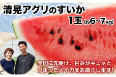 『清晃アグリ』のすいか 1玉約6～7kg 熊本県玉名郡玉東町『清晃アグリ』すいか フルーツ 果物 熊本県産《4月下旬-5月下旬頃出荷》