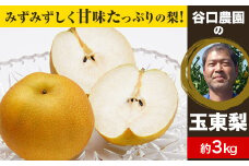 『谷口農園』の玉東梨 約3kg 《8月中旬-10月上旬頃出荷》 【日付指定・品種指定不可】 熊本県 玉名郡 玉東町 梨 ナシ フルーツ 果物 送料無料 豊水 秋麗 あきづき 新高 甘太