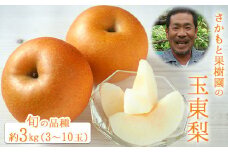 『さかもと果樹園』の玉東梨 約3kg 3玉-10玉前後 《8月中旬-9月末頃出荷》【日付指定・品種指定不可】 熊本県玉名郡玉東町 梨 なし 果物 フルーツ 旬の梨
