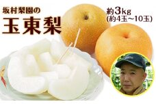 坂村梨園 玉東梨 熊本県玉名郡玉東町 約3kg(4～10玉前後) 梨 なし 果物 旬の梨 《8月中旬-11月上旬頃出荷》