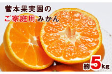 ご家庭用『菅本果実園』のご家庭用みかん★約5kg(2S-2Lサイズ)《11月中旬-12月末頃出荷》 フルーツ 秋 旬★熊本県玉名郡玉東町 全国にファン多数！エコファーマー菅本さんのみかん♪『菅本果実園』ちょこっと訳あり