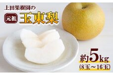 上田果樹園の元祖！玉東梨(旬の品種をお届けします)約5kg(8玉-16玉)  《7月下旬-9月下旬頃出荷》 熊本県玉名郡玉東町 なし 果物 スイーツ デザート