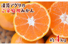 ご家庭用『清晃アグリ』のご家庭用みかん★約4kg(2S-2Lサイズ)《11月中旬-12月末頃出荷》予約受付中 フルーツ 秋 旬★熊本県玉名郡玉東町 健康な土で育つジューシーおいしいみかん！ちょこっと訳あり