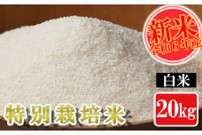 【令和6年産】特別栽培米 白米 20kg 熊本県 南関町産 単一原料米 ヒノヒカリ 産地直送 生産者 お米