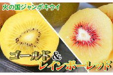 火の国ジャンボキウイ《ゴールド&レッド詰合せ》 【大玉・完熟】 濃厚な味わいの品種2種セット