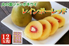 火の国ジャンボキウイ《レインボーレッド》 12玉【大玉・完熟】 上品な甘さと濃厚な味わい