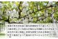 入念な摘果と袋掛けを心掛けています
