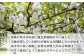 傾斜した”砂地”から作られるキウイは味は抜群、品質も良好