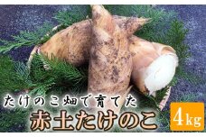 【先行受付】たけのこ畑で育てた赤土たけのこ 4kg予約 3月下旬発送