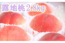 露地桃 2.8Kg予約 【橋本果樹園】高糖度 露地栽培