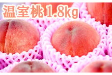温室桃 1.8Kg予約 【橋本果樹園】高糖度 ハウス栽培