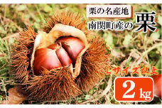 栗の名産地・熊本県南関町産の栗 2kg 9月中旬から順次発送