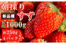 農家直送 南関町産いちご(新品種すず) 計1㎏ 4パック 家庭用