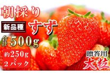 農家直送 南関町産いちご(新品種すず)　2L以上大粒厳選2パック 贈答用