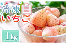 【数量限定】農家直送 南関町産 冷凍白いちご(品種淡雪) 1Kg