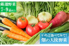 【お試し単品】いちど食べてみて「畑の天使」野菜《野菜のみ》おまかせ 詰め合わせ 旬 野菜セット 新鮮 こだわり 朝採れ 採れたて フレッシュ サラダ 料理 人気 おすすめ 産地直送 熊本県 南関町