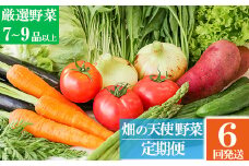 【定期便 6ヶ月】｢畑の天使｣定期便(年6回)《野菜のみ》おまかせ 詰め合わせ 旬 野菜セット 新鮮 こだわり 朝採れ 採れたて フレッシュ サラダ 料理 人気 おすすめ 産地直送 熊本県 南関町