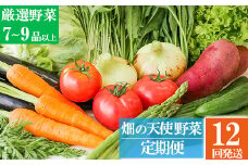 【定期便 12ヶ月】｢畑の天使｣定期便(年12回)《野菜のみ》おまかせ 詰め合わせ 旬 野菜セット 新鮮 こだわり 朝採れ 採れたて フレッシュ サラダ 料理 人気 おすすめ 産地直送 熊本県 南関町