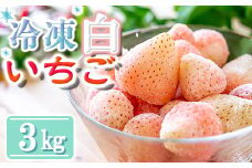 【数量限定】農家直送 南関町産 冷凍白いちご(品種淡雪)  3Kg 訳あり 数量限定 淡雪 加工用 産地直送 冷凍 スムージーやジャムにも便利