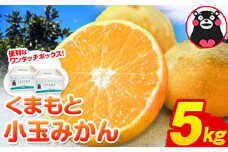 訳あり みかん くまもと小玉みかん 約 5kg (2.5kg×2箱)  蜜柑 柑橘 《2025年10月中旬-12月末頃出荷》 ご家庭用 小玉 たっぷり 熊本県産 S-3Sサイズ 期間限定 フルーツ 5000 g 旬 柑橘 長洲町
