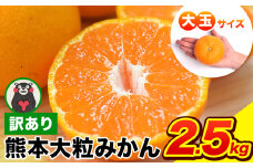 ご家庭用 熊本 大粒みかん 約2.5kg (3L～5Lサイズ)大玉 みかん 先行予約 熊本 ちょっと 訳あり 傷 たっぷり 熊本県産 熊本県 期間限定 フルーツ 旬 柑橘 長洲町 大粒みかん《2026年1月中旬-2月末頃出荷》