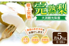 梨 完熟梨 ( あきづき 新高梨 新興梨 のいずれか) 約 5kg (8～18玉) フルーツ 果物 旬 大渕観光梨園 熊本県長洲町産 《9月上旬-12月中旬頃出荷》フルーツ 梨 なし